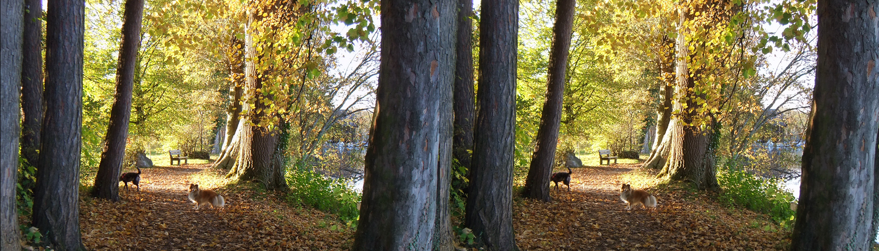 Herbstspaziergang mit Hunden (3D-X-View+MPO-Link)