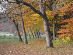 Herbstspaziergang mit Josef ( 20.11.11 )