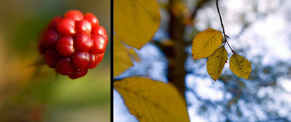 Herbstspaziergang mit Linsenkind