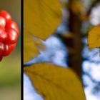 Herbstspaziergang mit Linsenkind