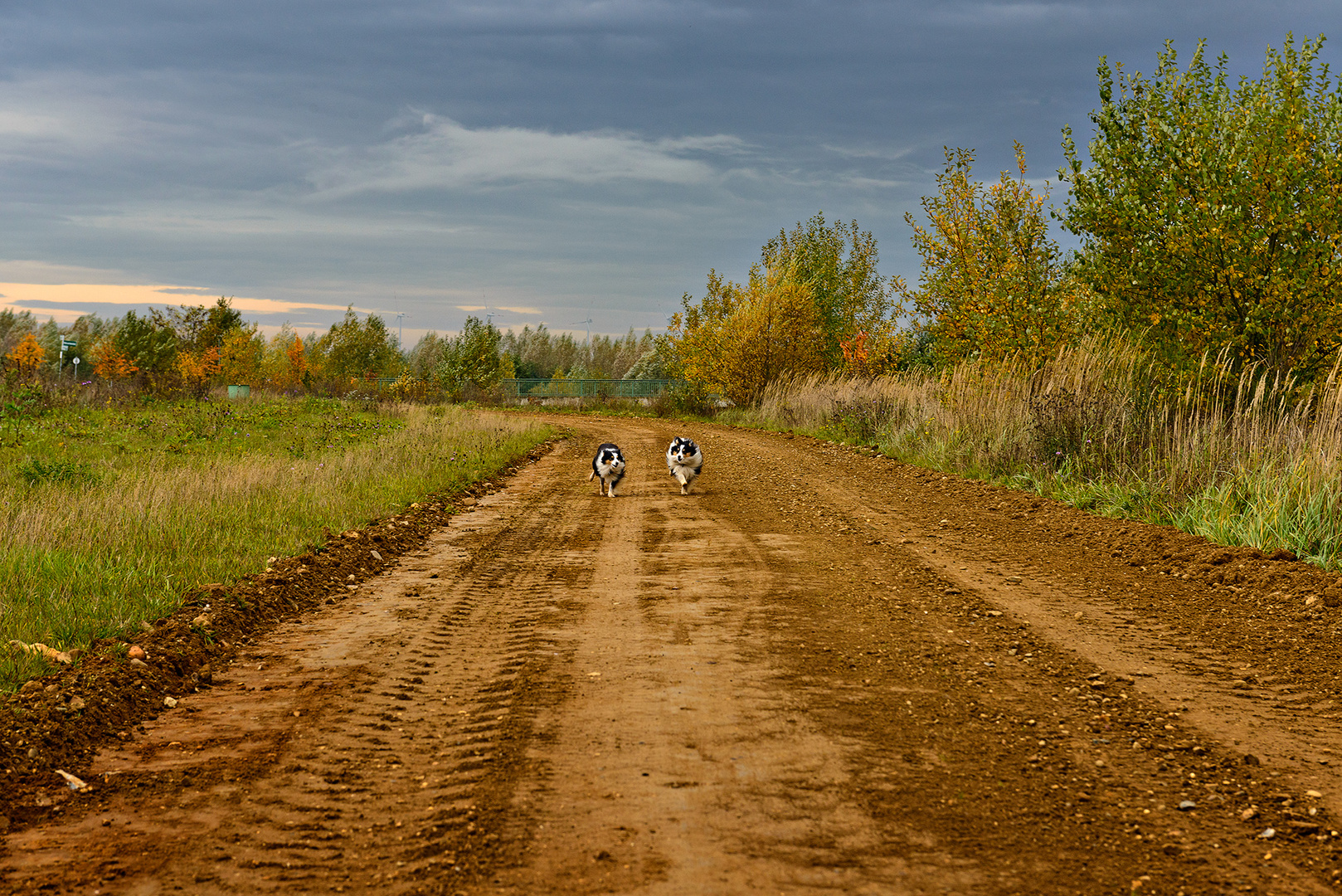 Herbstspaziergang mit meinen Hunden