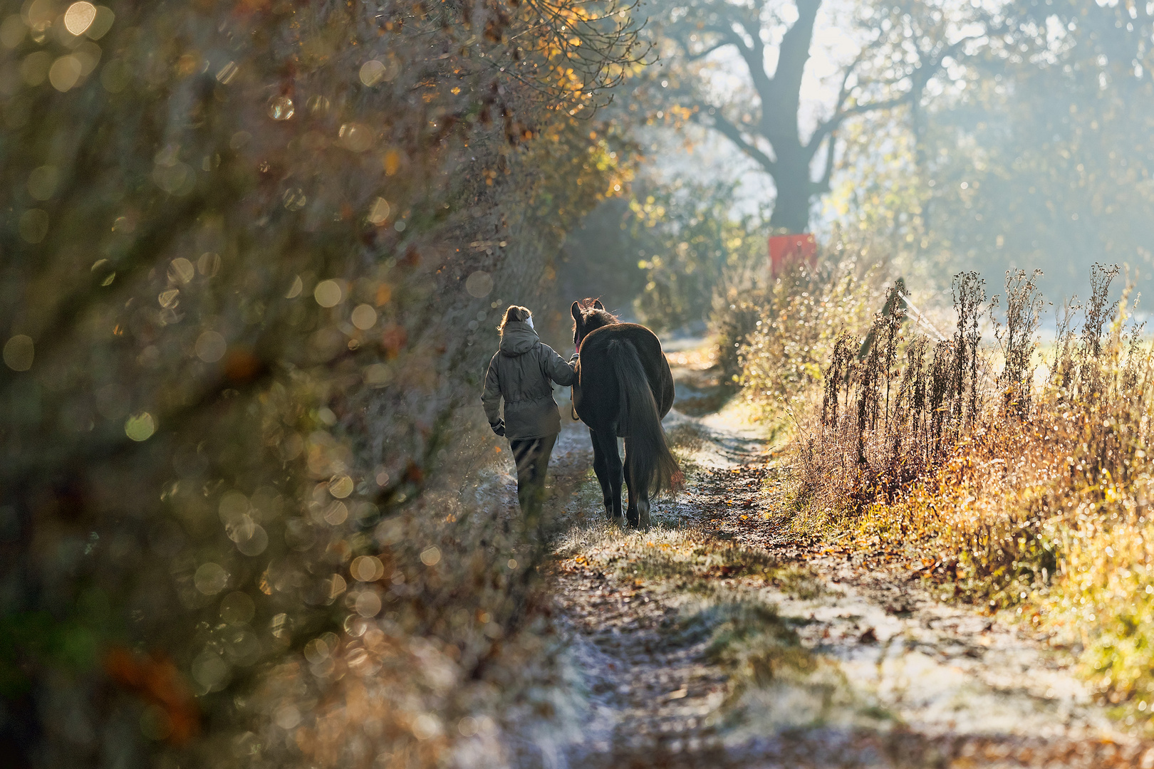 Herbstspaziergang mit Pferd