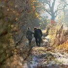 Herbstspaziergang mit Pferd