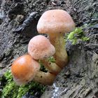 Herbstspaziergang mit Pilzen 1