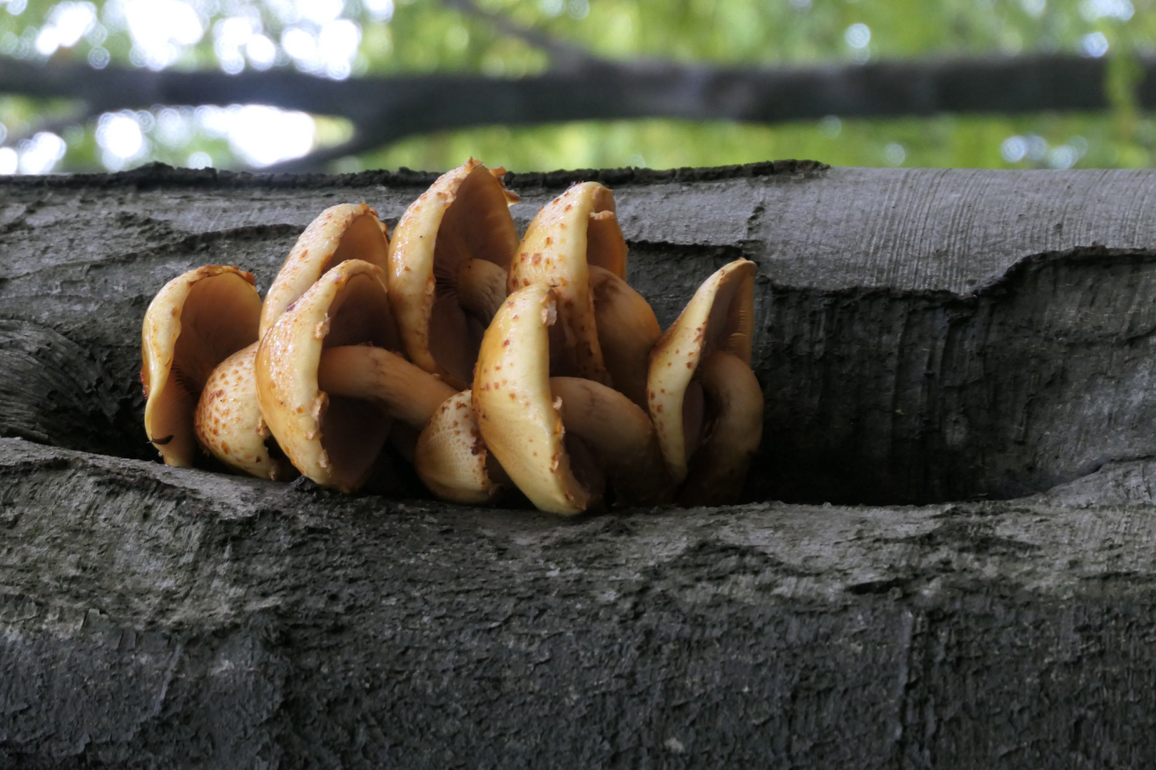 Herbstspaziergang mit Pilzen 2