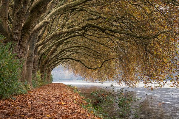Herbstspaziergang mit Polly (unser Hund) – Ein gesundes und sinnliches Erlebnis