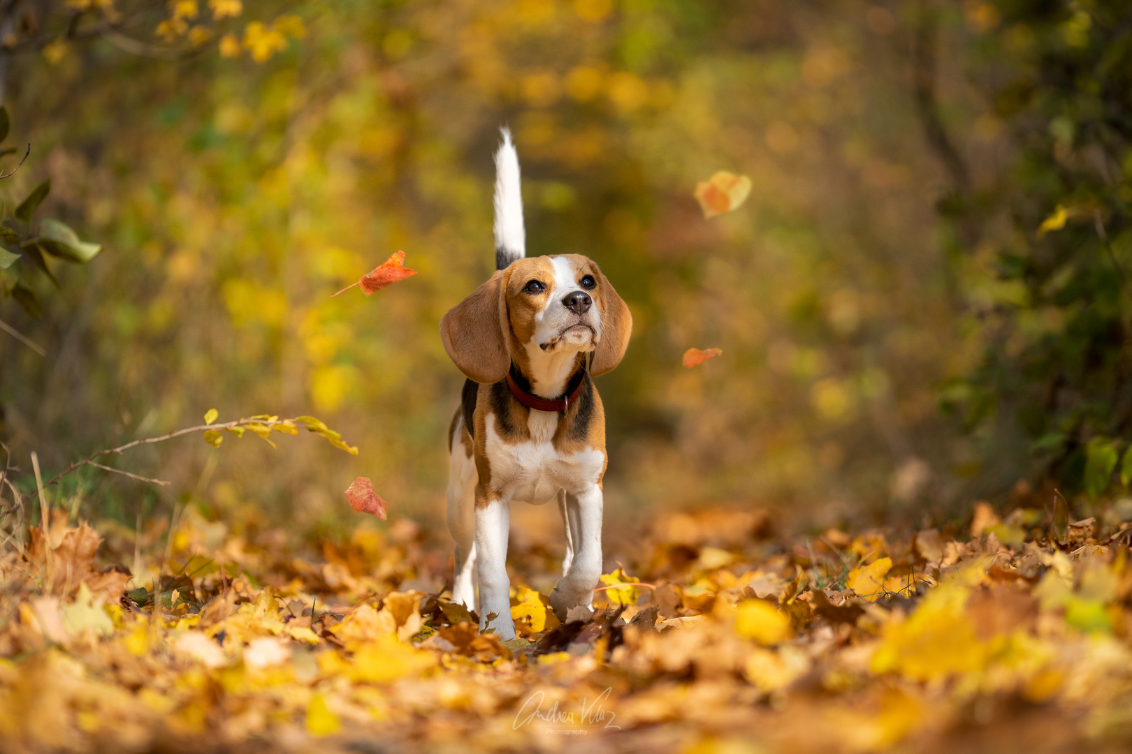 Herbstspaziergang mit Shiva der Beagle-Hündin