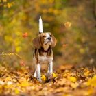 Herbstspaziergang mit Shiva der Beagle-Hündin