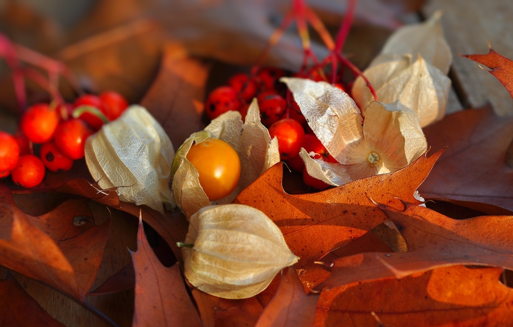 Herbstspaziergang.................... Stillleben