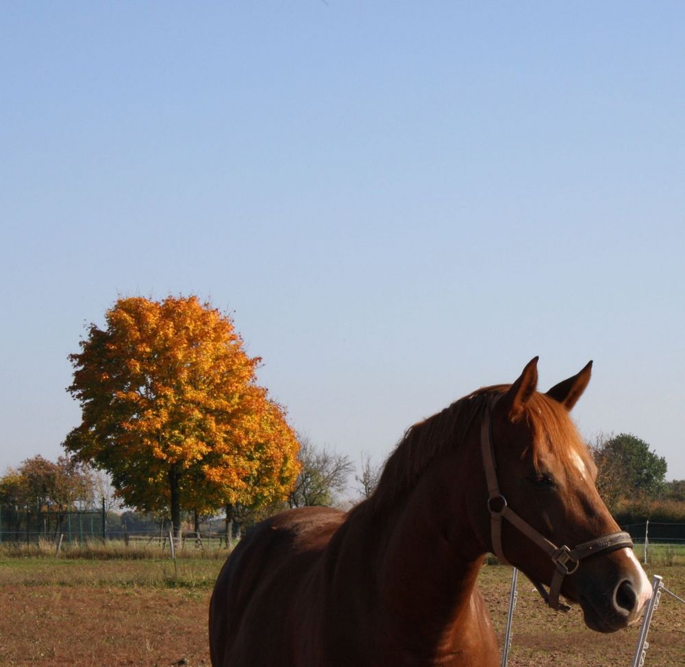 Herbstspaziergang Teil 3