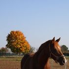 Herbstspaziergang Teil 3