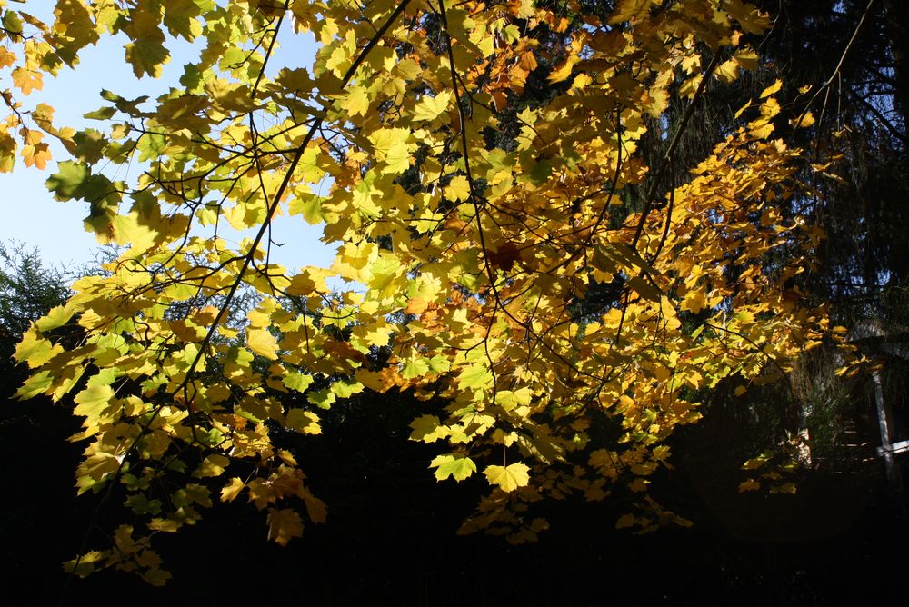 Herbstspaziergang Teil 4