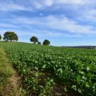 Herbstspaziergang (unbearbeitet)