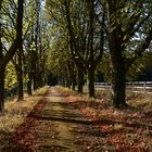 Herbstspaziergang (unbearbeitet)