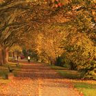 Herbstspaziergang unter alten Platanen