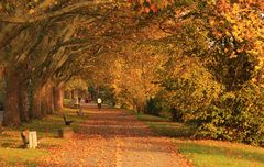 Herbstspaziergang unter alten Platanen