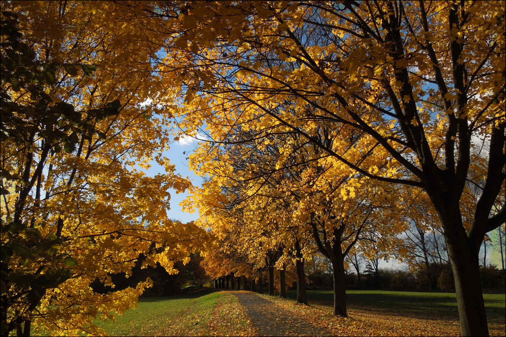 Herbstspaziergang vom 12.11.2012