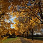 Herbstspaziergang vom 12.11.2012