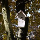 Herbstspaziergang / Waldfriedhof Zehlendorf / Meisenvilla Kurt