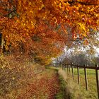 Herbstspaziergang2