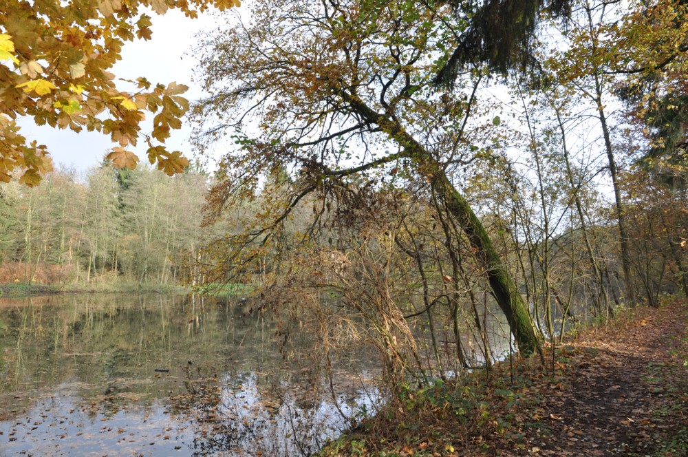 herbstspaziergang5