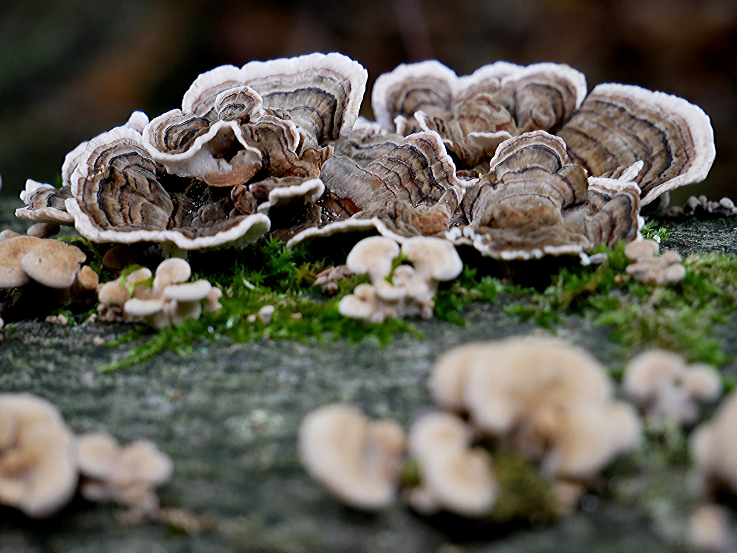 Herbstspaziergung mit Pilzimpressionen