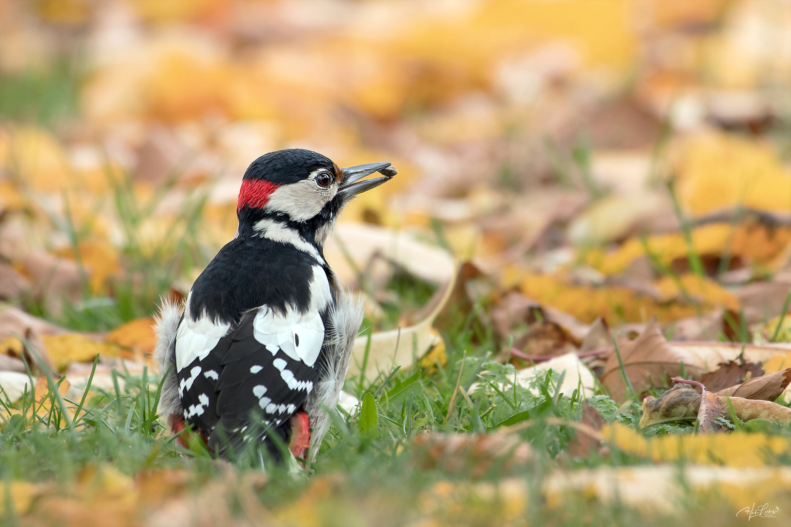 "Herbstspecht" :o)))