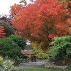 Herbstspektakel im Garten