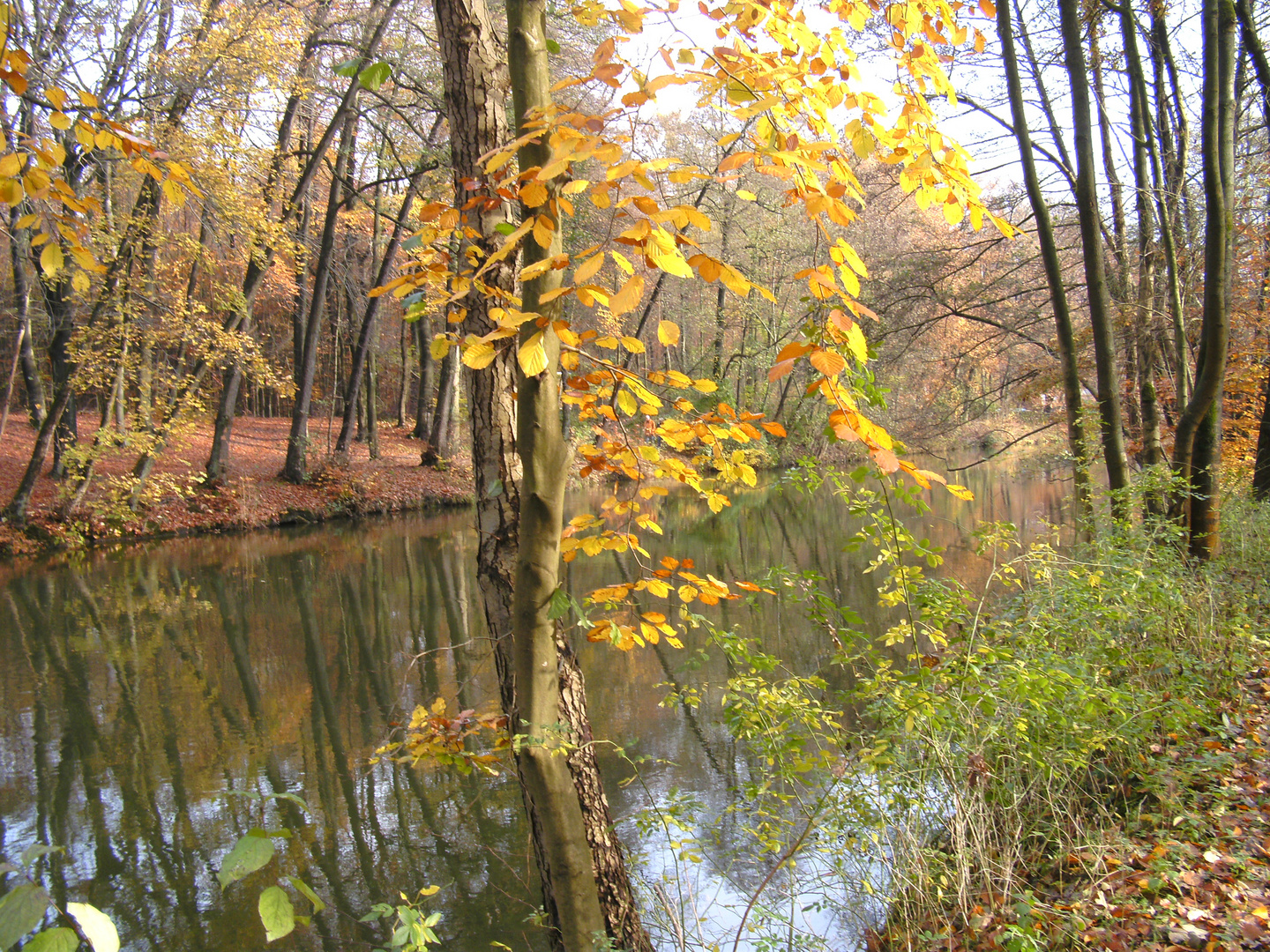 Herbstspiedelung ...