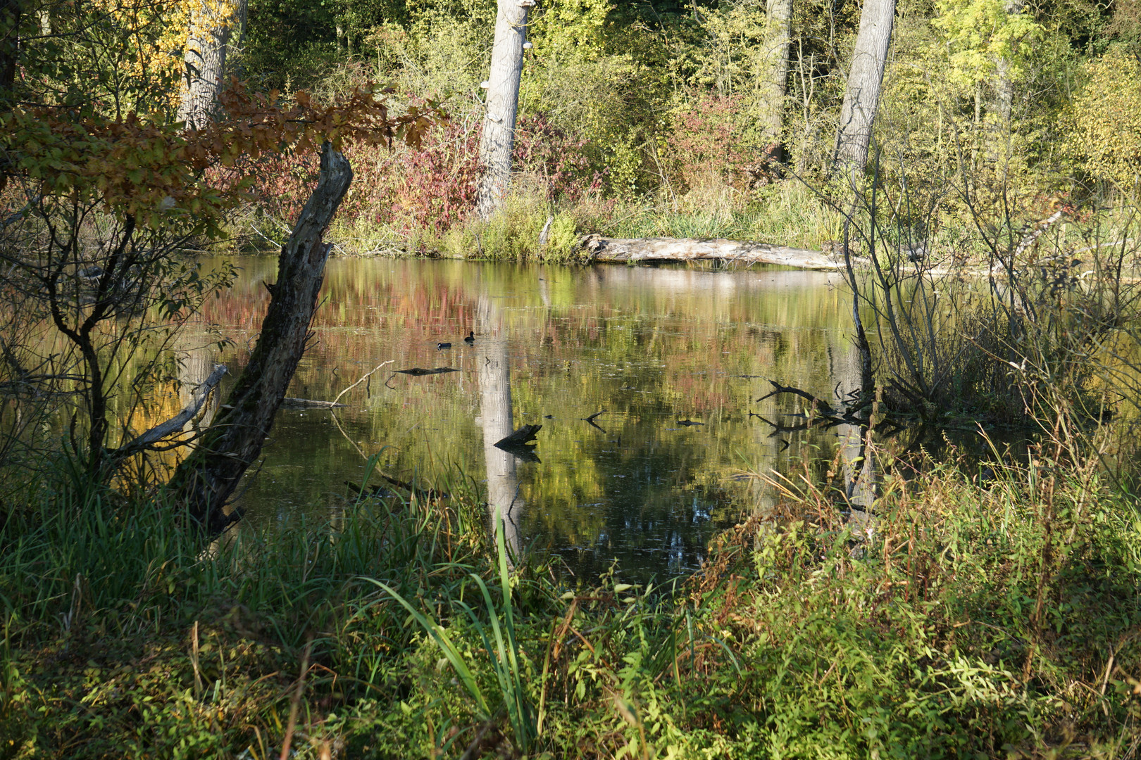 Herbstspiegel