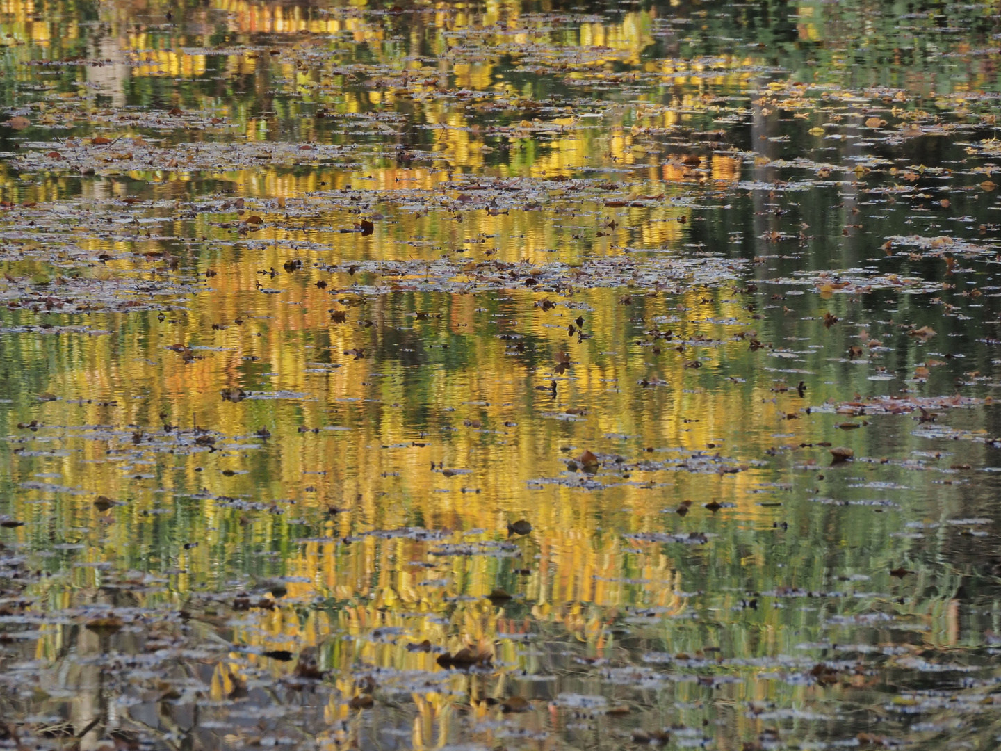 HerbstSPIEGELEI