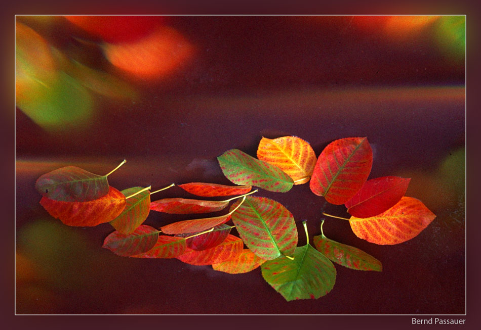 Herbstspiegeleien