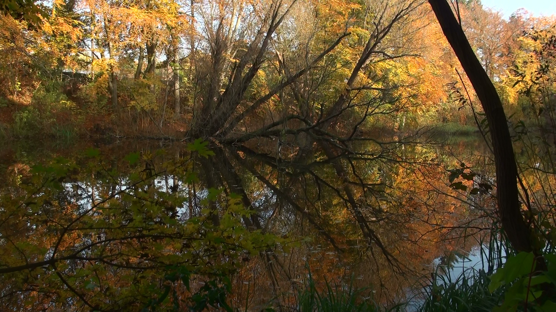 Herbstspiegelung 2