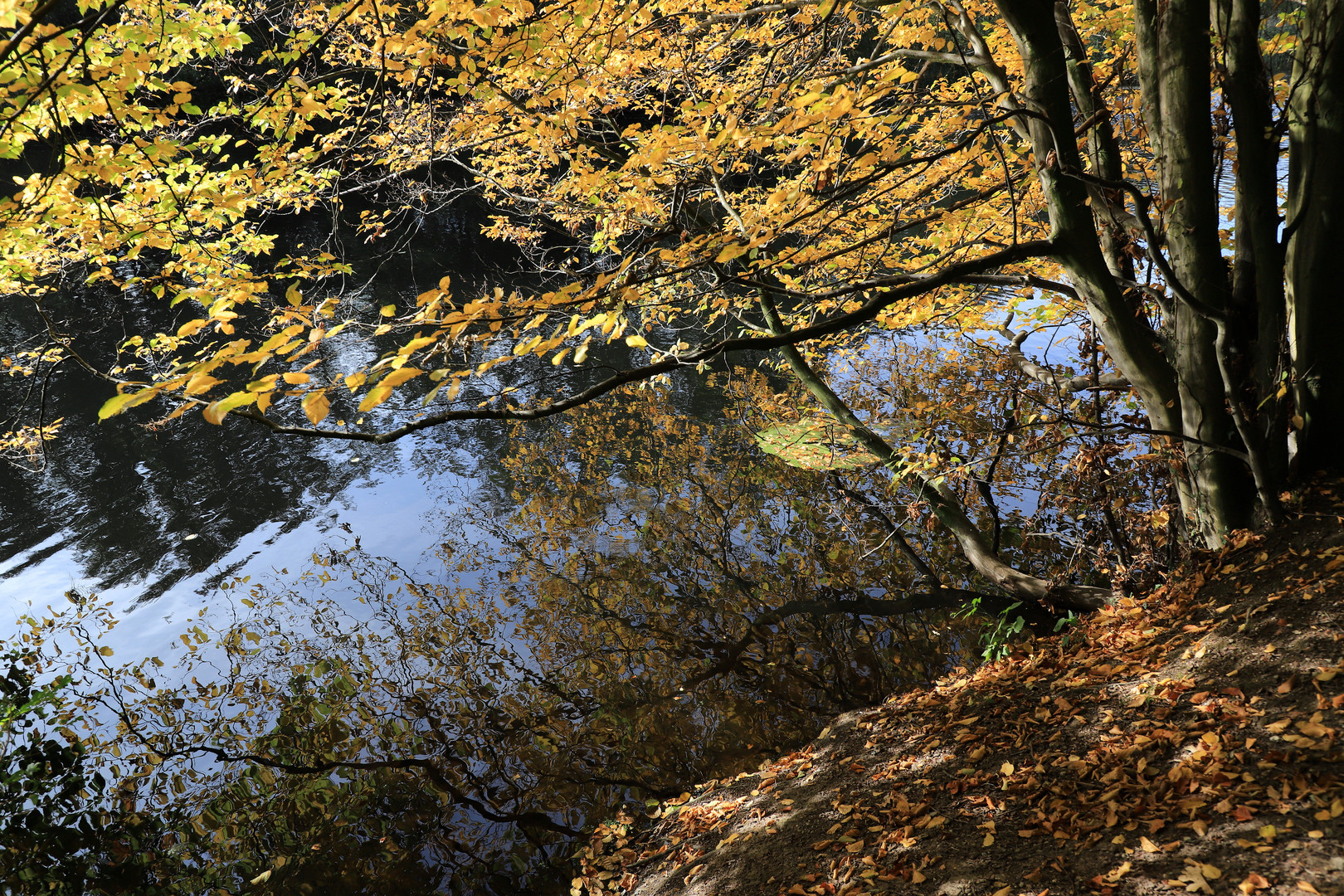 herbstspiegelung