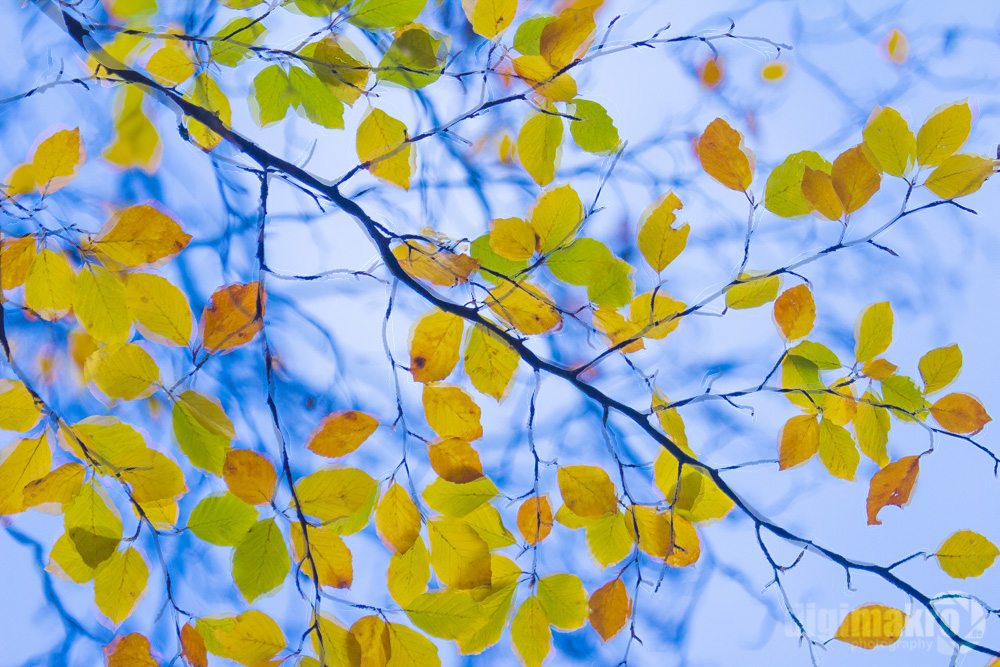 Herbstspiegelung