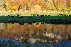 Herbstspiegelung..