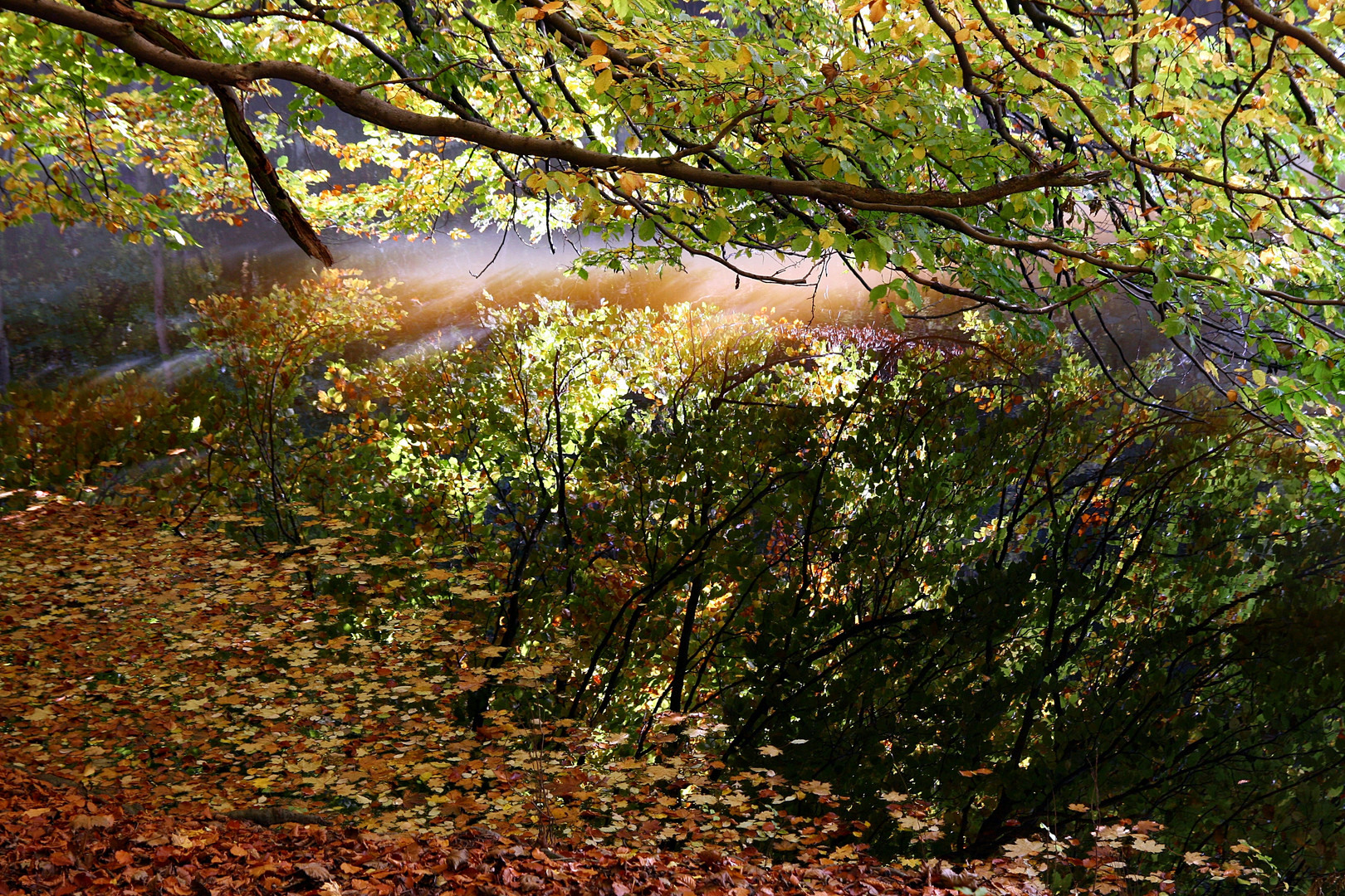 Herbstspiegelung