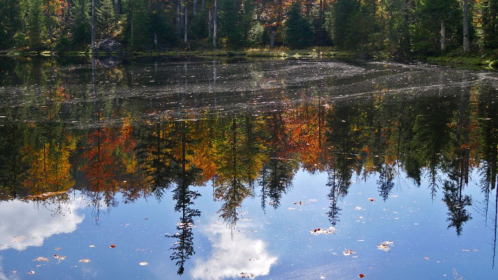 Herbstspiegelung