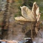 Herbstspiegelung