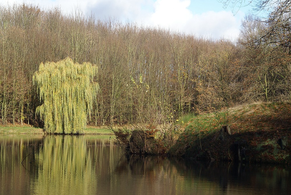 Herbstspiegelung