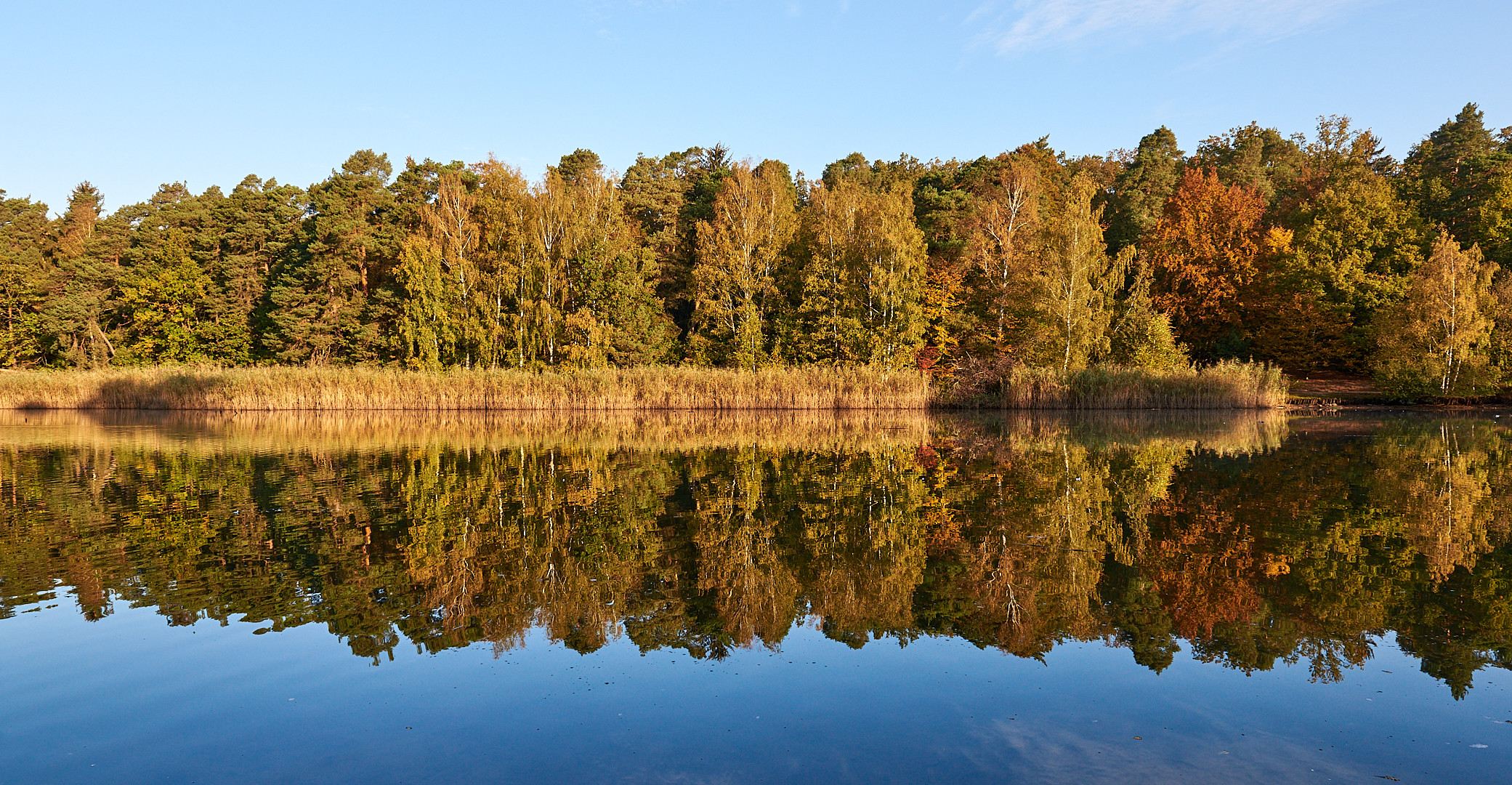 Herbstspiegelung am Vogelwoog ( Kaiserslautern), Natzurschutzgebiet