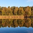 Herbstspiegelung am Vogelwoog ( Kaiserslautern), Natzurschutzgebiet