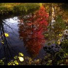 Herbstspiegelung