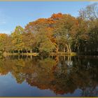 Herbstspiegelung im Dorfteich