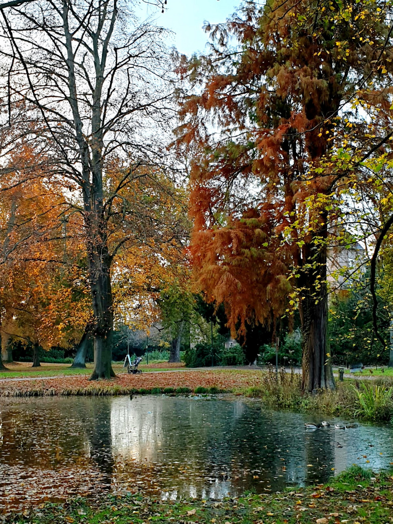 Herbstspiegelung im Park