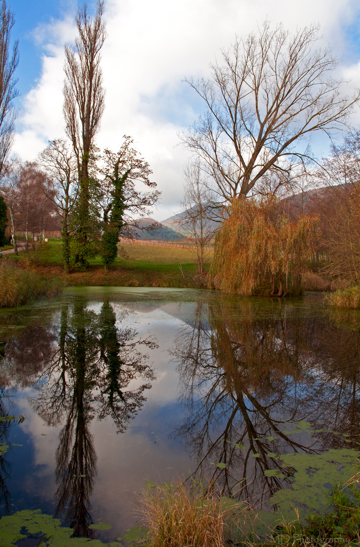 Herbstspiegelungen