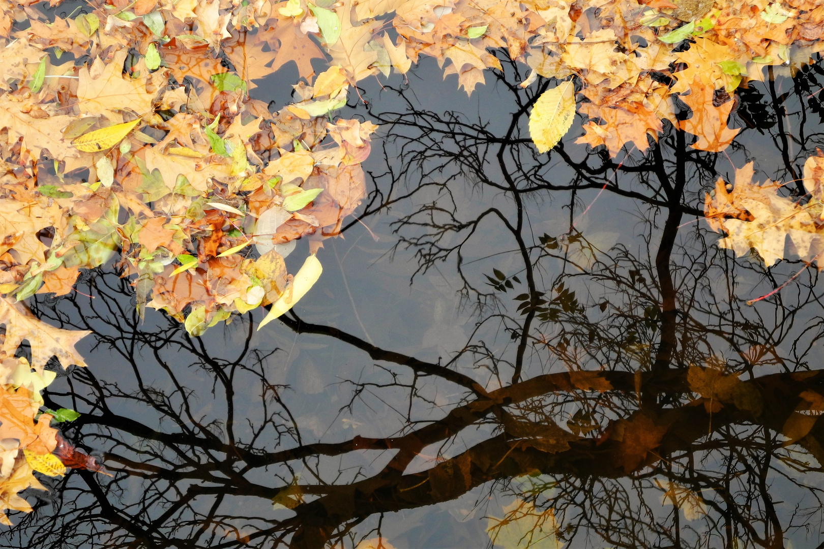 Herbstspiegelungen im Mosbach, Schloßpark Wi-Biebrich