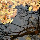 Herbstspiegelungen im Mosbach, Schloßpark Wi-Biebrich