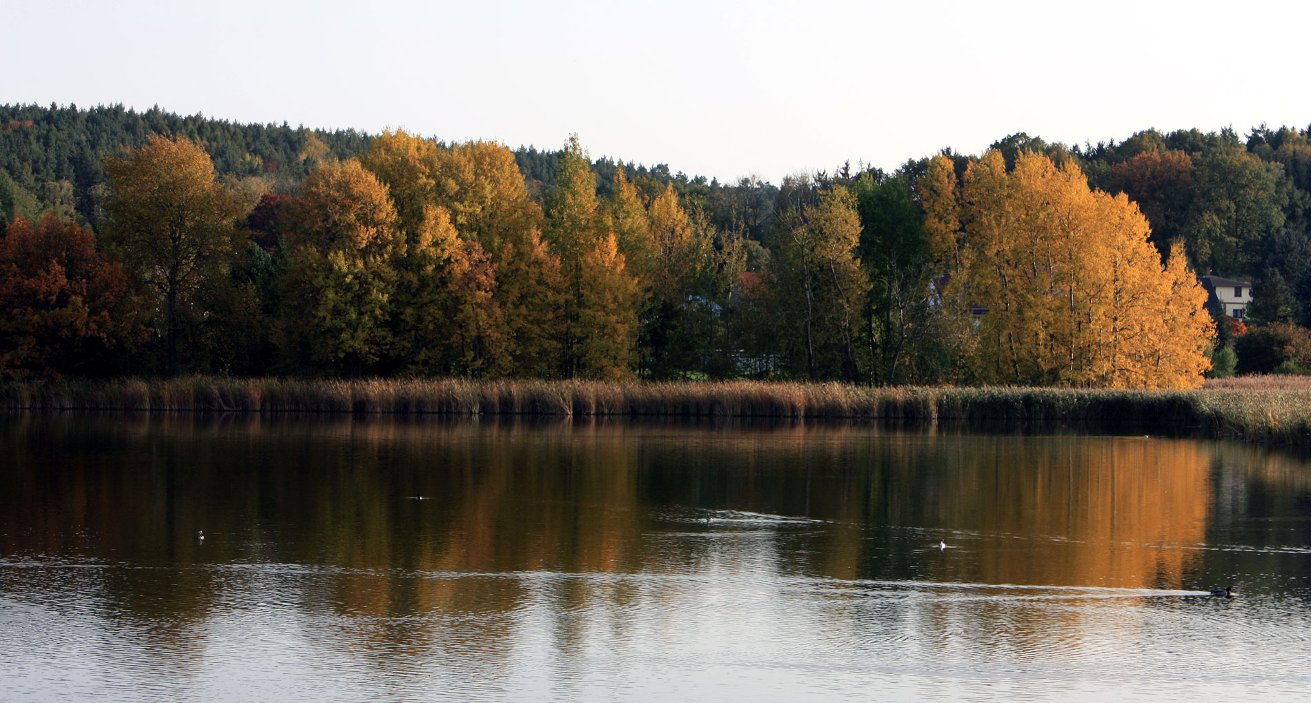 Herbstspieglungen