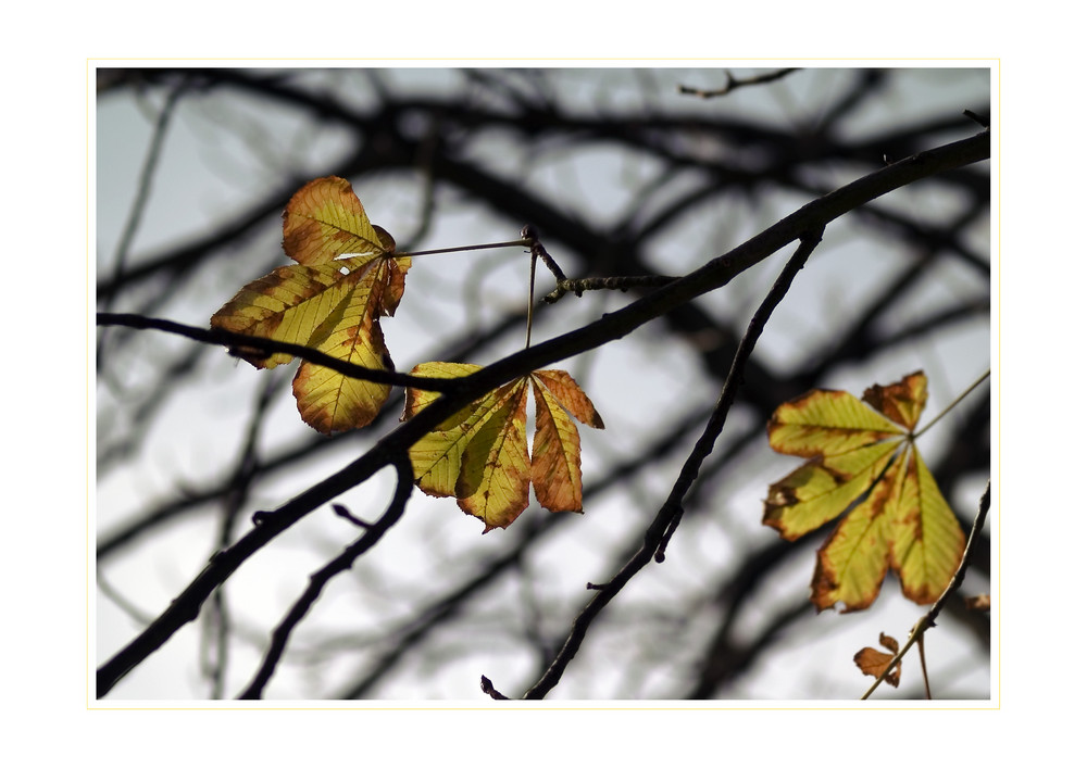 Herbstspiel (2)